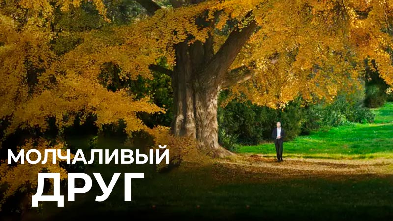 Молчаливый друг